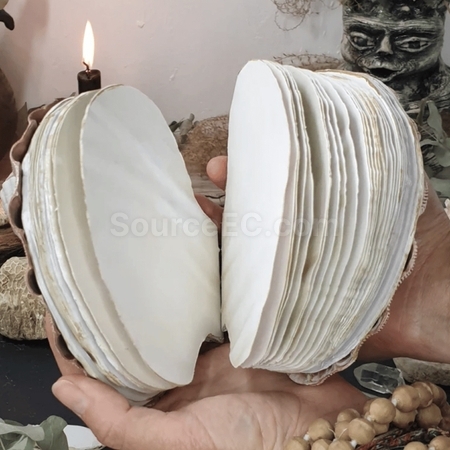 禮品訂造貝殼造型筆記本紀念品