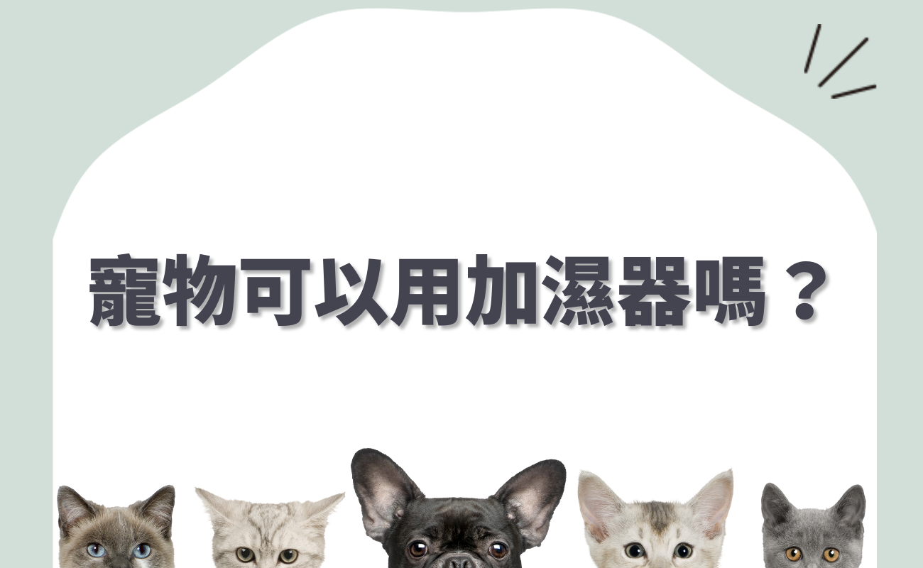 貓可以用精油嗎