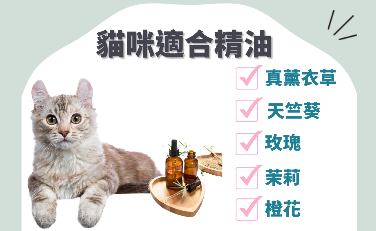 貓可以用精油嗎