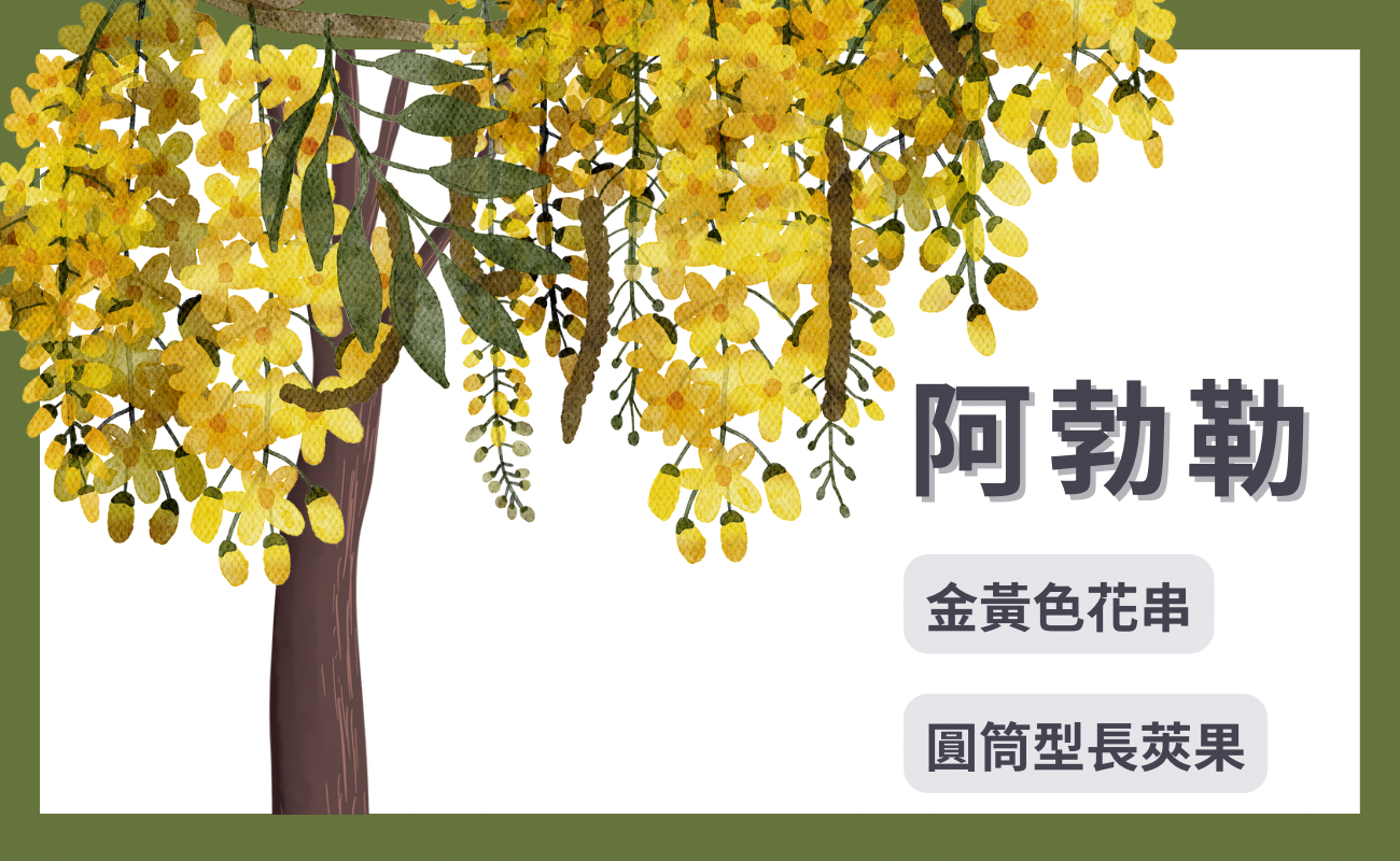 阿勃勒