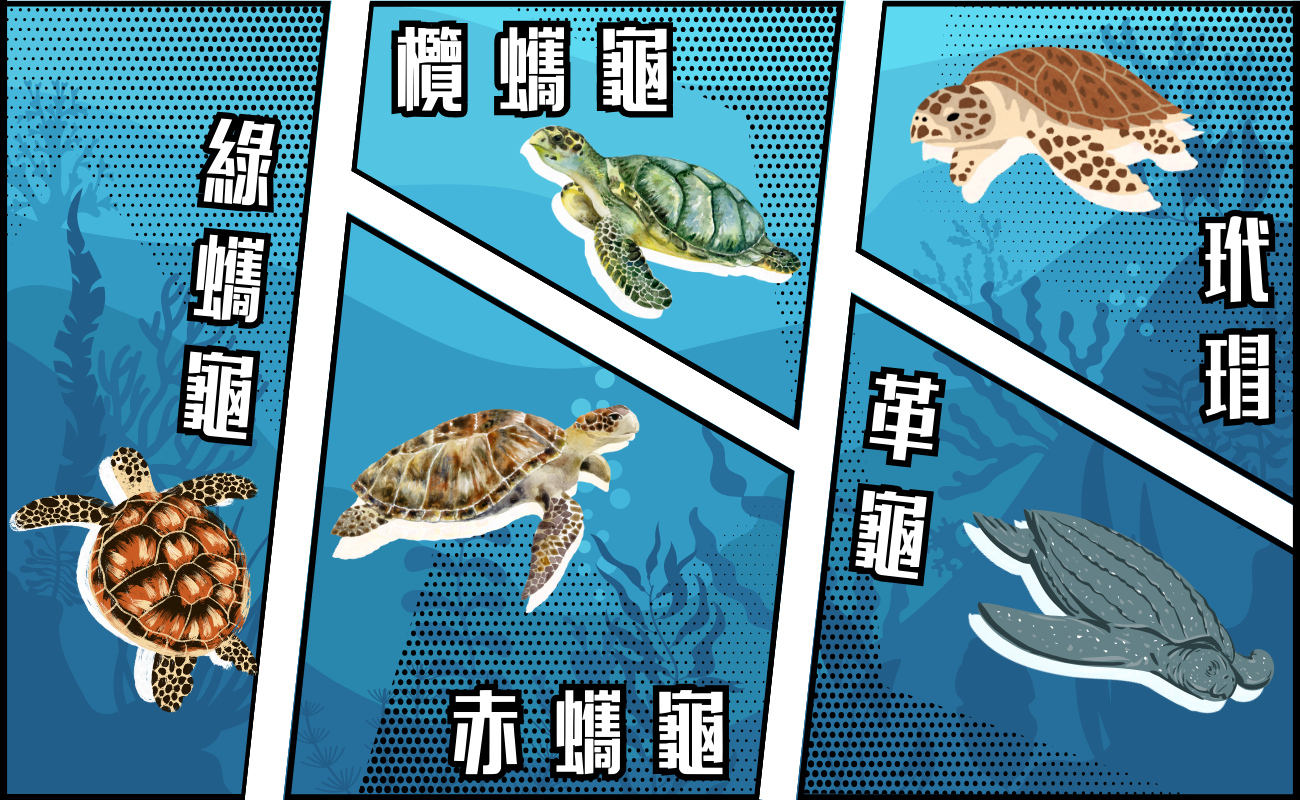 台灣常見的海龜